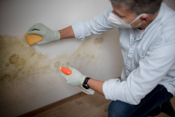 Best Commercial Mold Removal  in South Connellsville, PA
