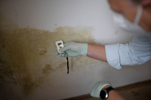 Best Mold Damage Repair  in South Connellsville, PA