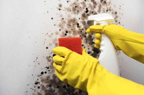Best Residential Mold Removal  in South Connellsville, PA
