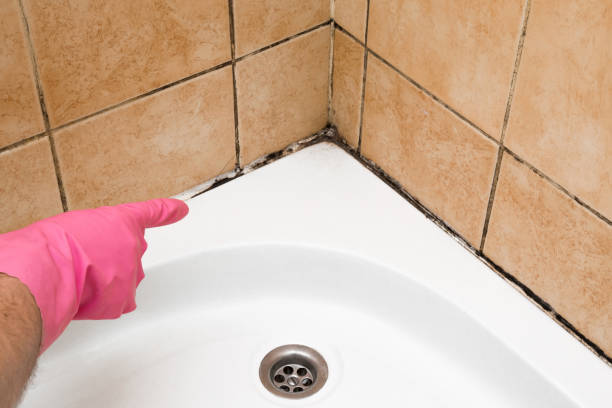 Best Certified Mold Removal  in South Connellsville, PA